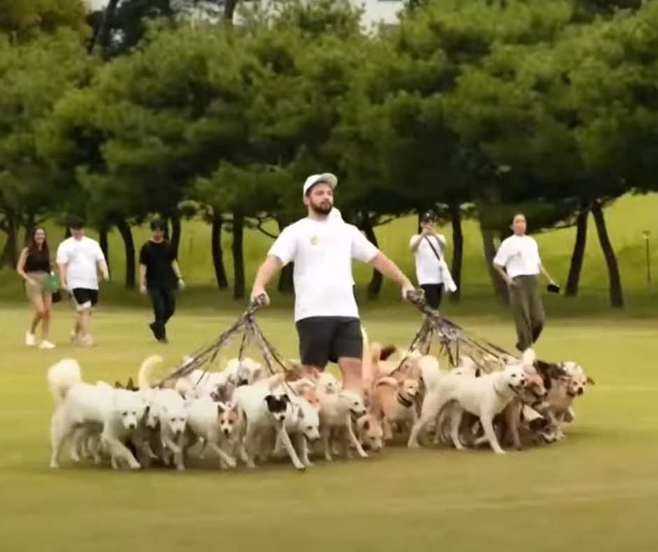 A closer shot of Mitchell breaking the dog walking Guinness World Record on a different angle