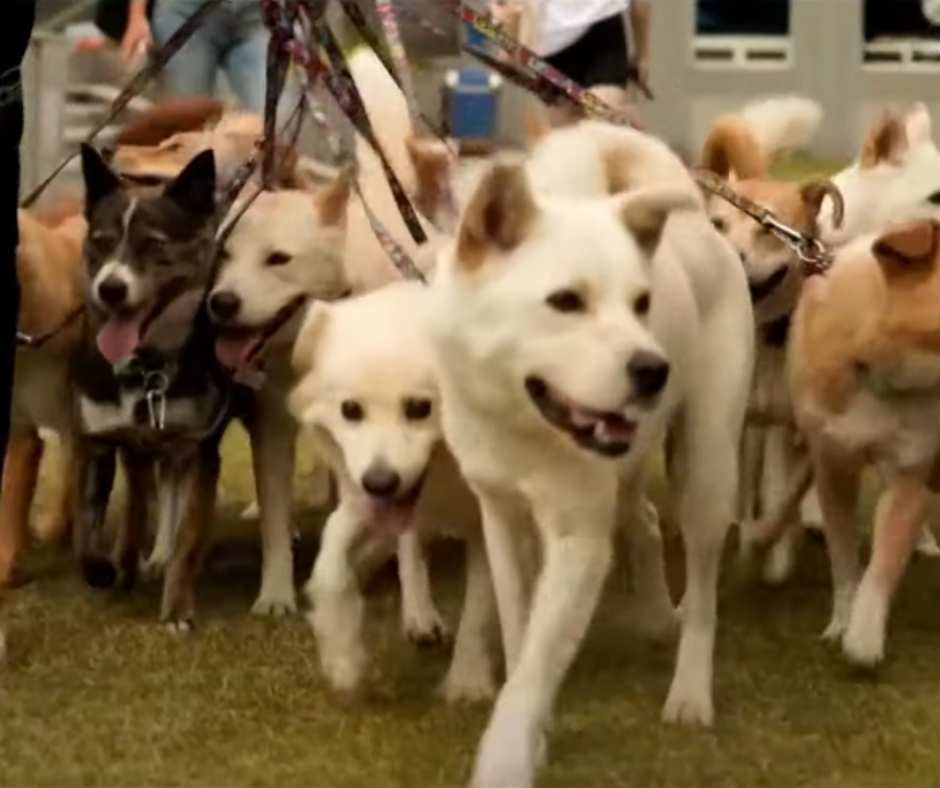 Some of the dogs that Mitchell walked