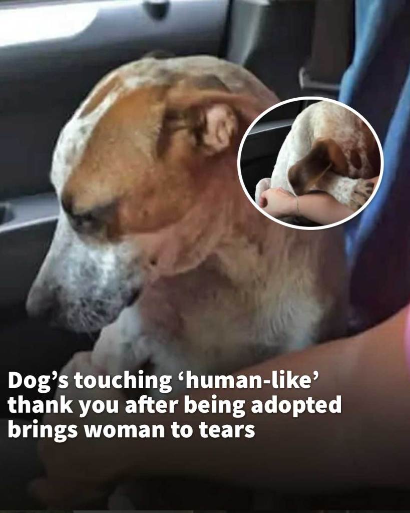 Dog’s touching ‘human-like’ thank you after being adopted brings woman to tears