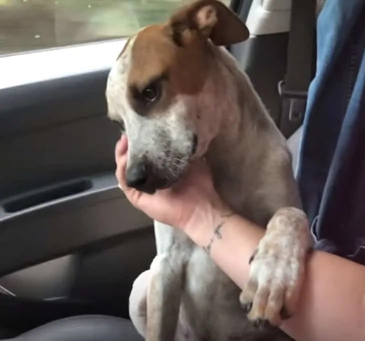 Adopted dog putting his paw on owner's hand.