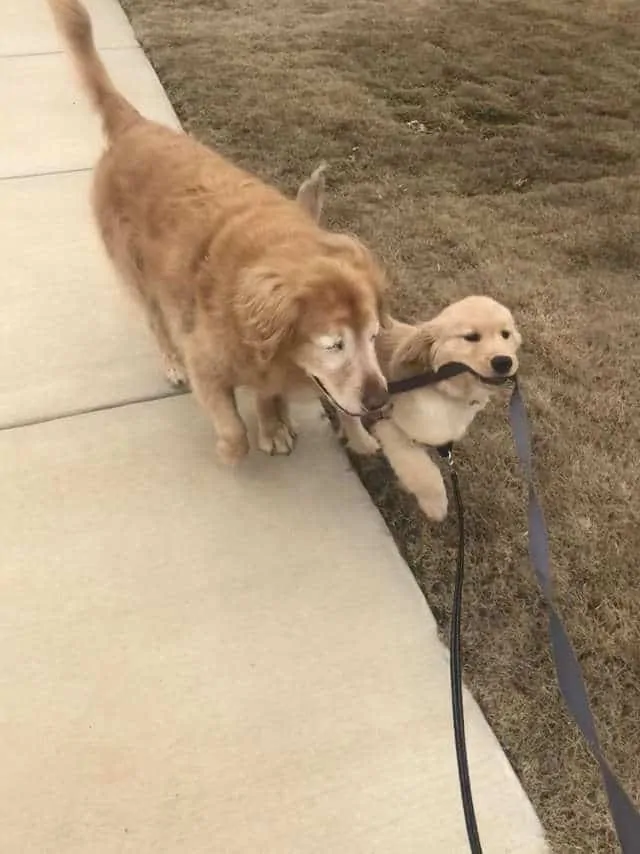 Blind golden retriever gets his own ‘seeing-eye’ puppy and now they are BFFs