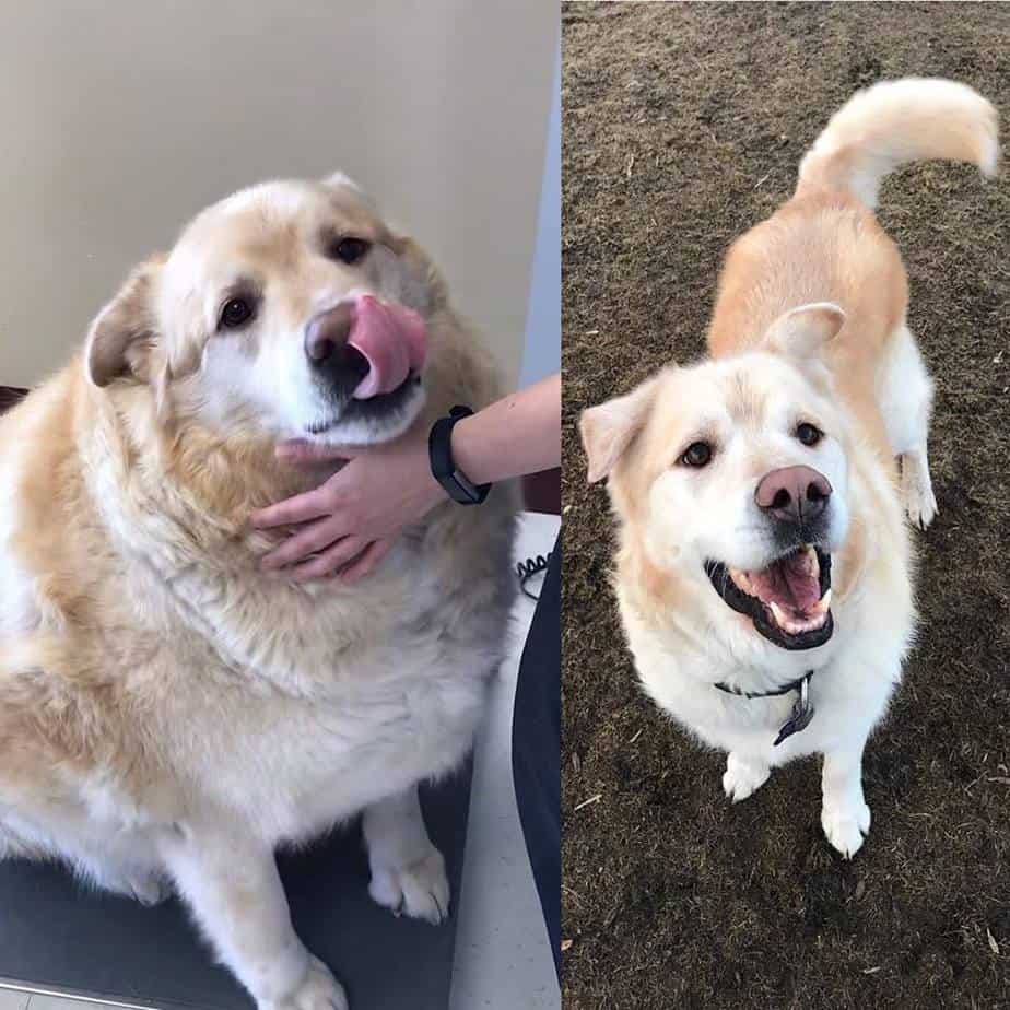 Woman helps obese dog lose weight