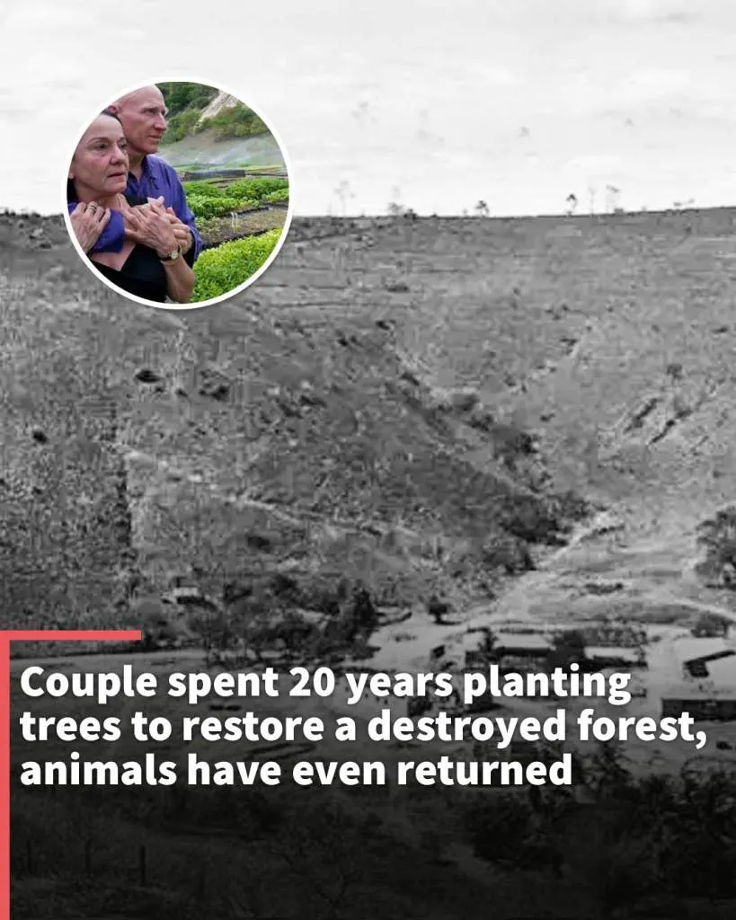 Couple spent 20 years planting trees to restore a destroyed forest, animals have even returned