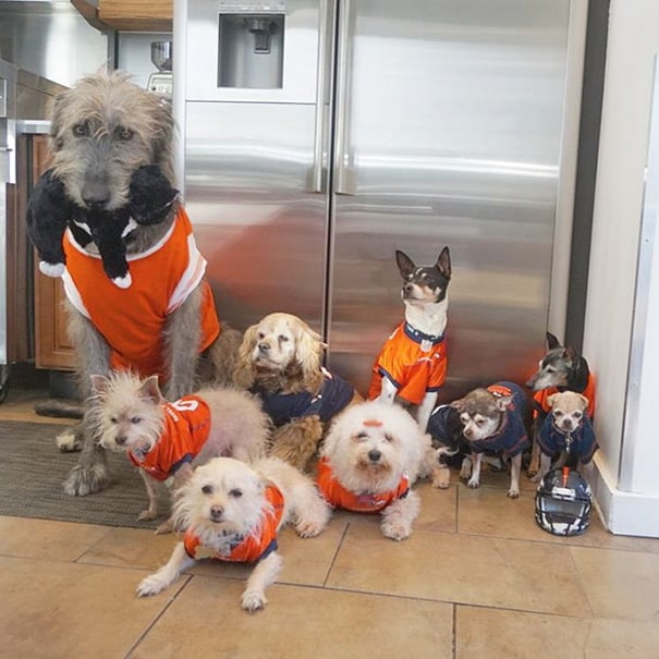 Adorable senior dogs wearing orange shirts.