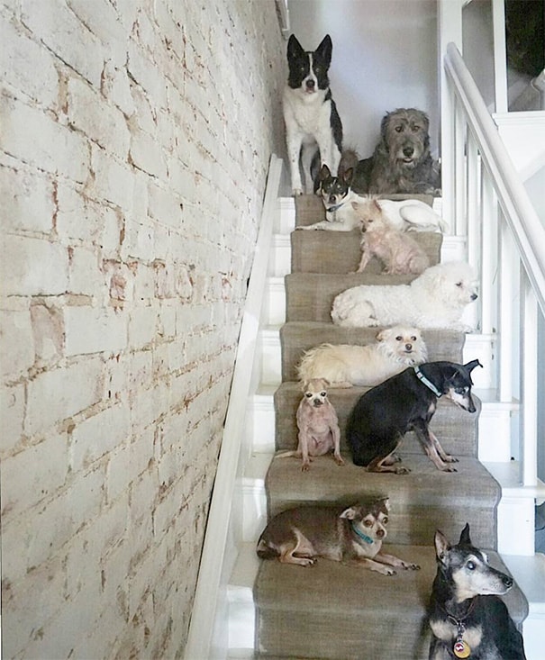 Senior dogs on stairway.