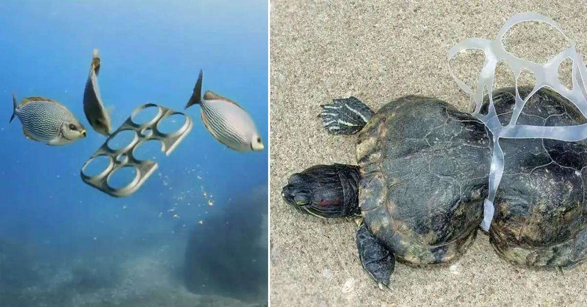 Beer company creates edible 6-pack rings that feed sea turtles and fish  instead of harming them