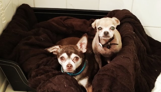 Photo of two senior dogs on their bed.