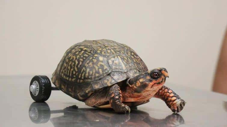 turtle11