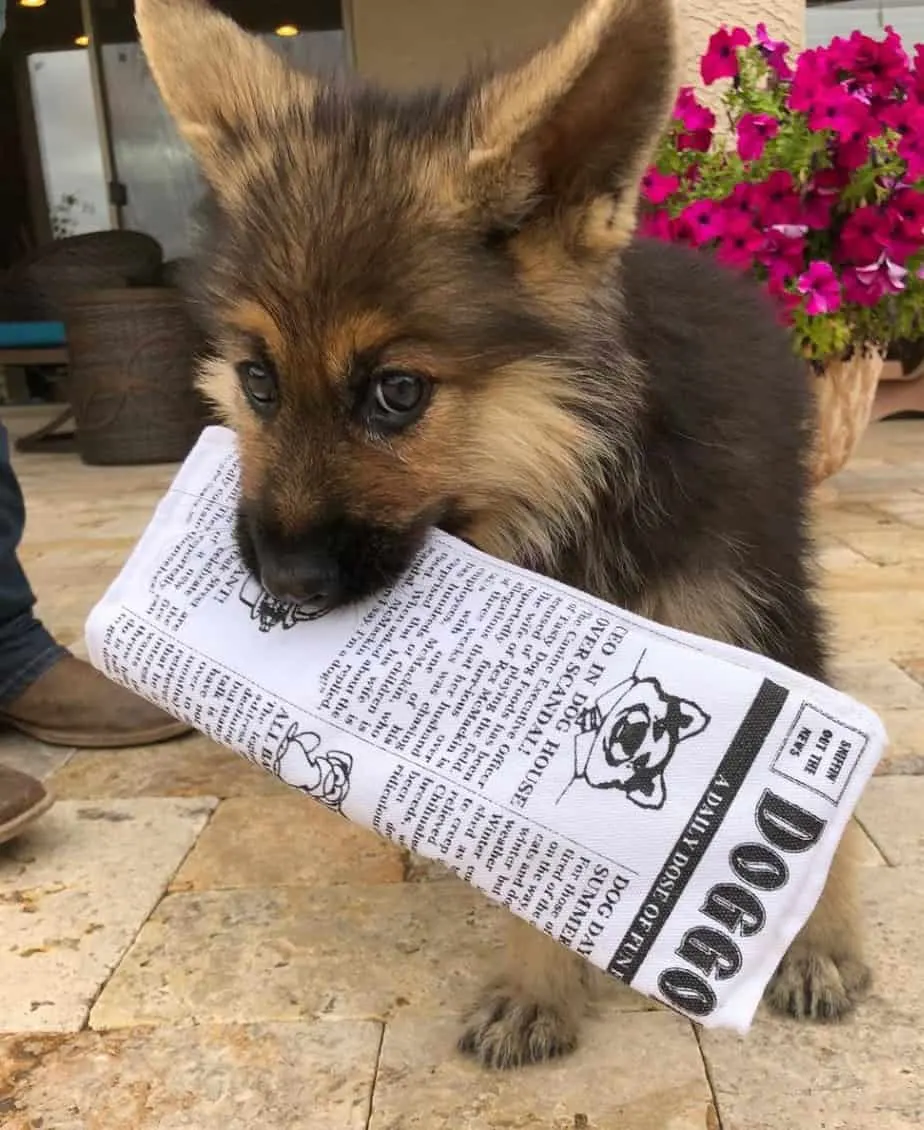 Ranger deliving a newspaper.