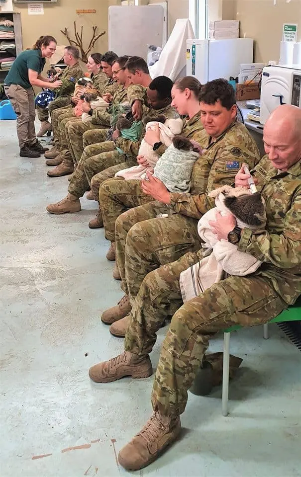 Australian army soldiers taking care of injured Koalas.