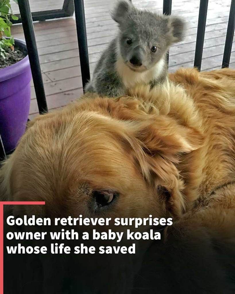 Golden retriever surprises owner with a baby koala whose life she saved