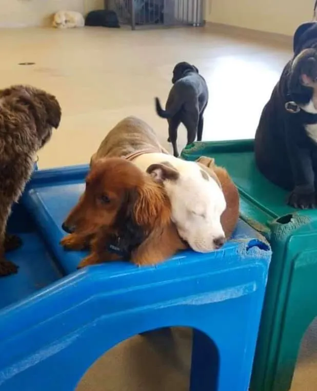 Busy dog day care center.