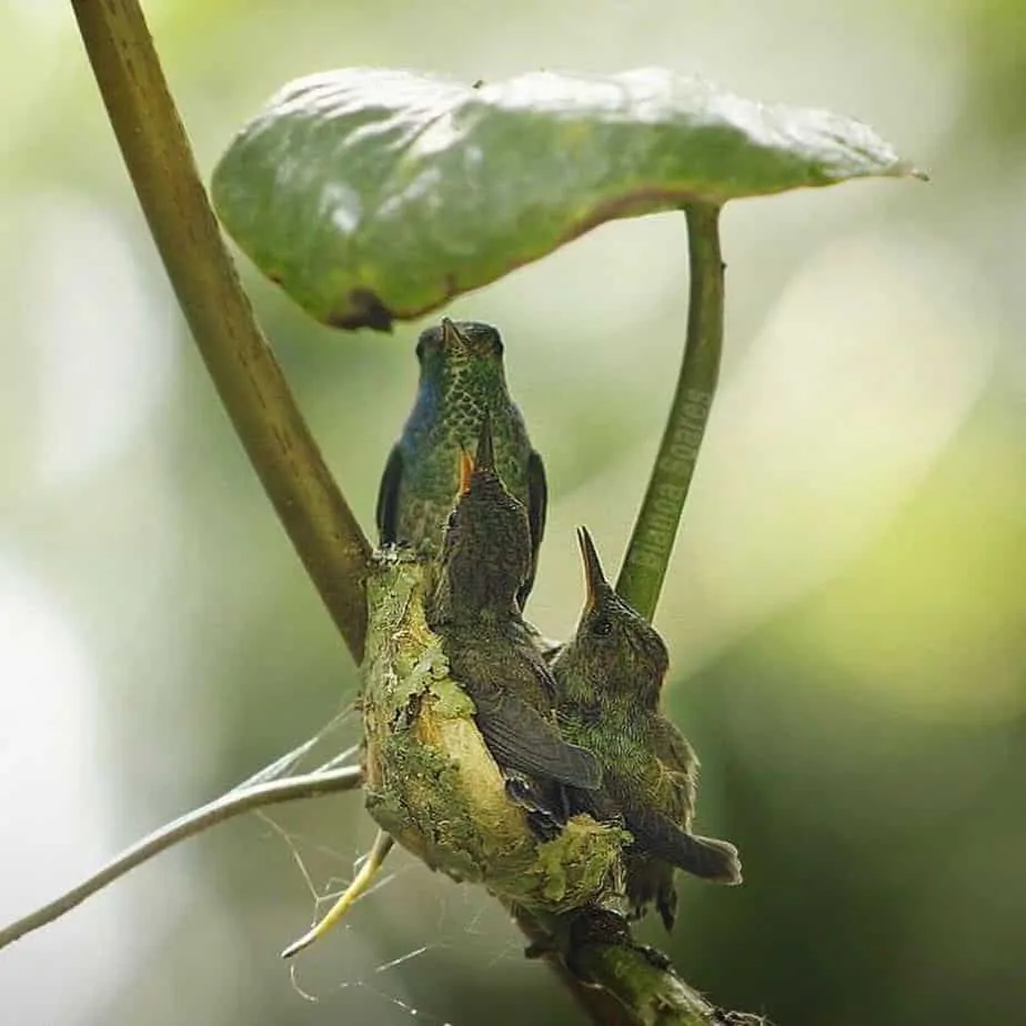 Nest protected by a giant leaf.
