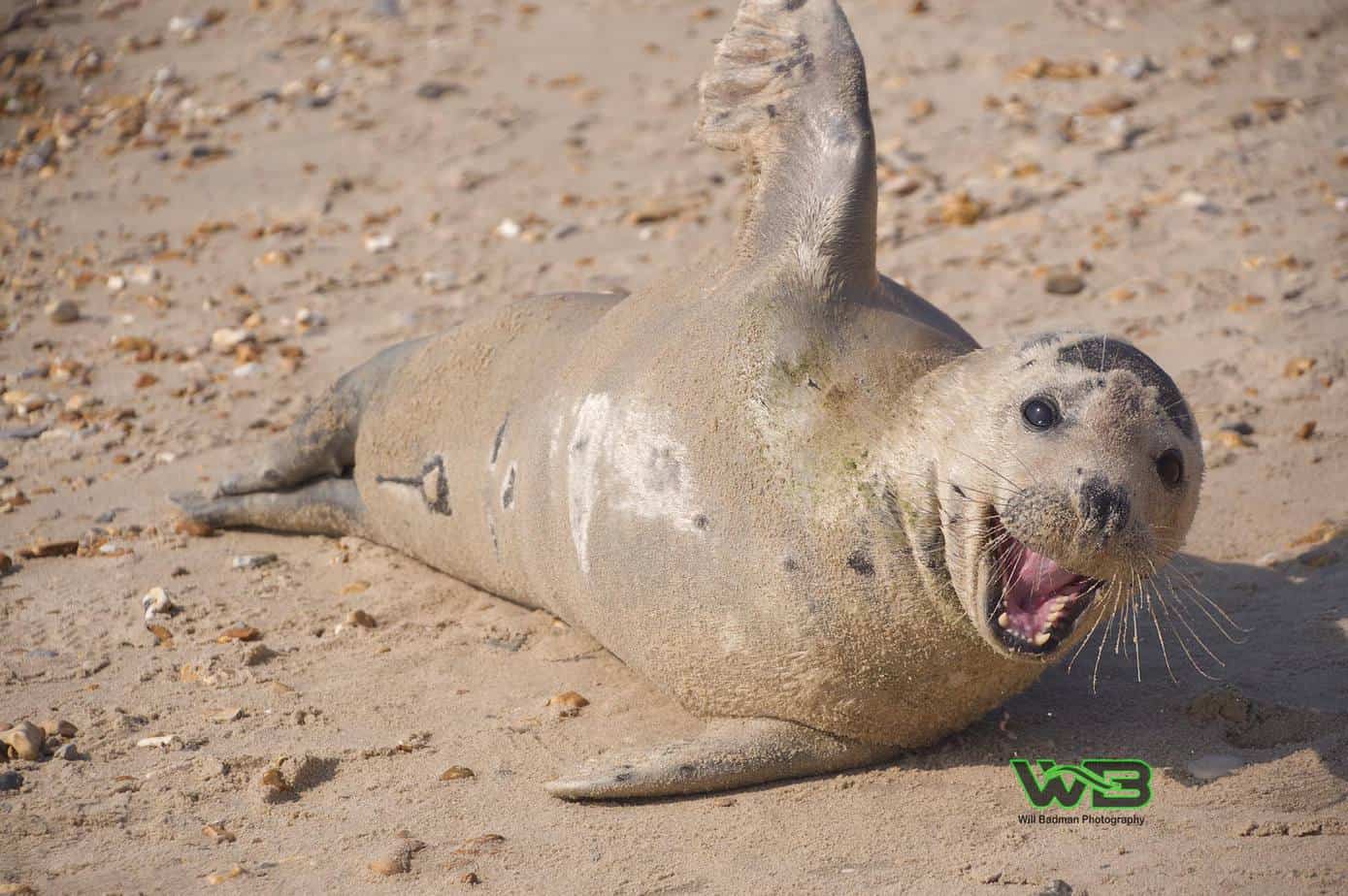 Sammy the friendly seal at Weymouth beach