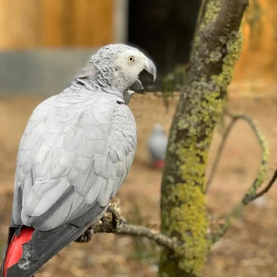 An African grey parrot at Lincolnshire Wildlife Park