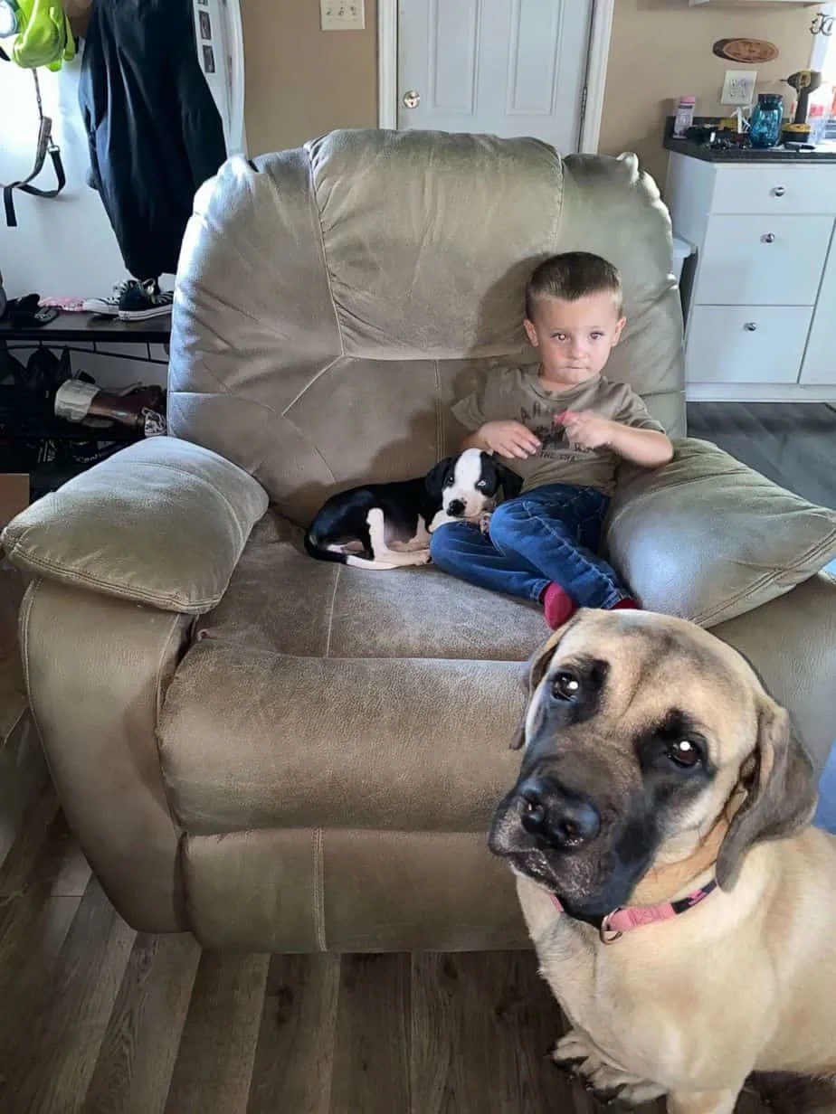 Bentley Boyers sitting on a couch with Lacey and Remi the English Mastiff sitting on the floor 