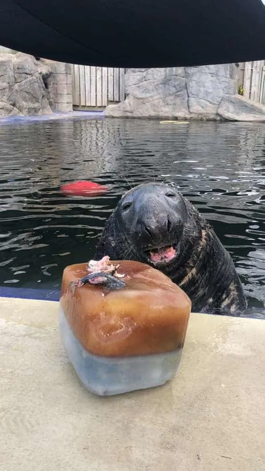 Yulelogs the seal with his ice fish cake 