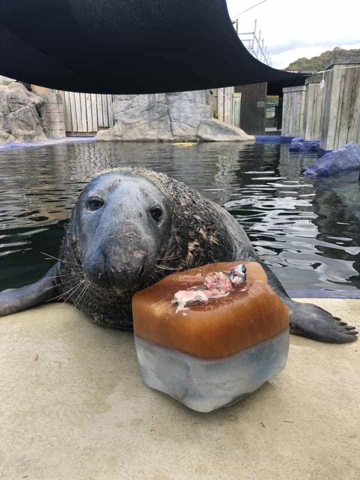 Yulelogs the seal with his ice fish cake