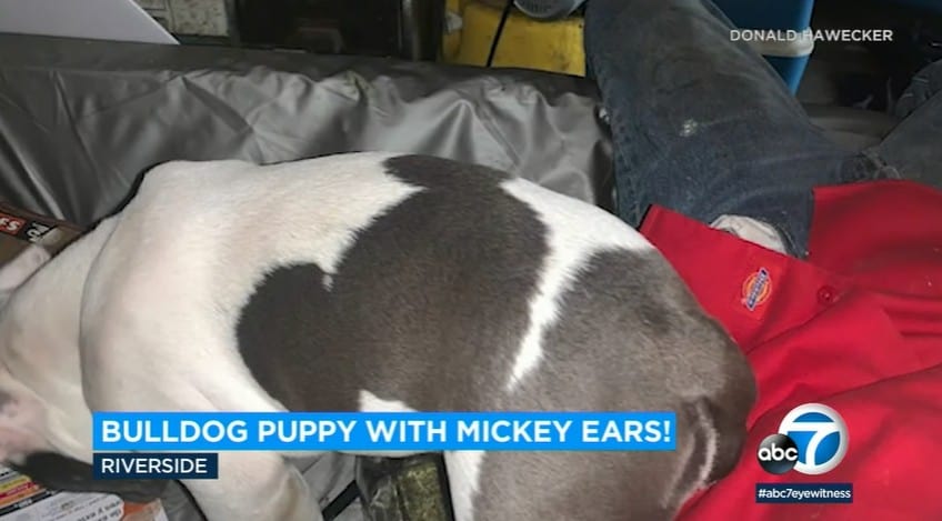 Hidden Mickey on bulldog puppy's back