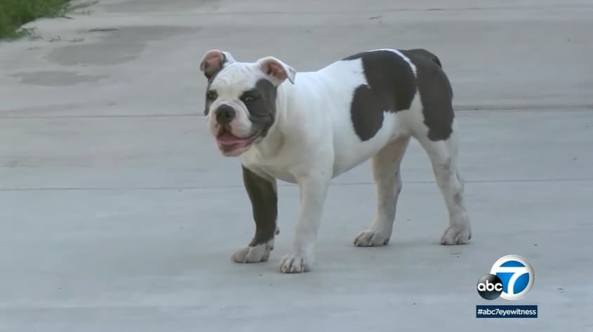 Minnie the bulldog with a Hidden Mickey on her back