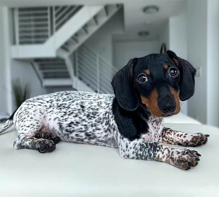 Moo the dachshund with themismatched coat