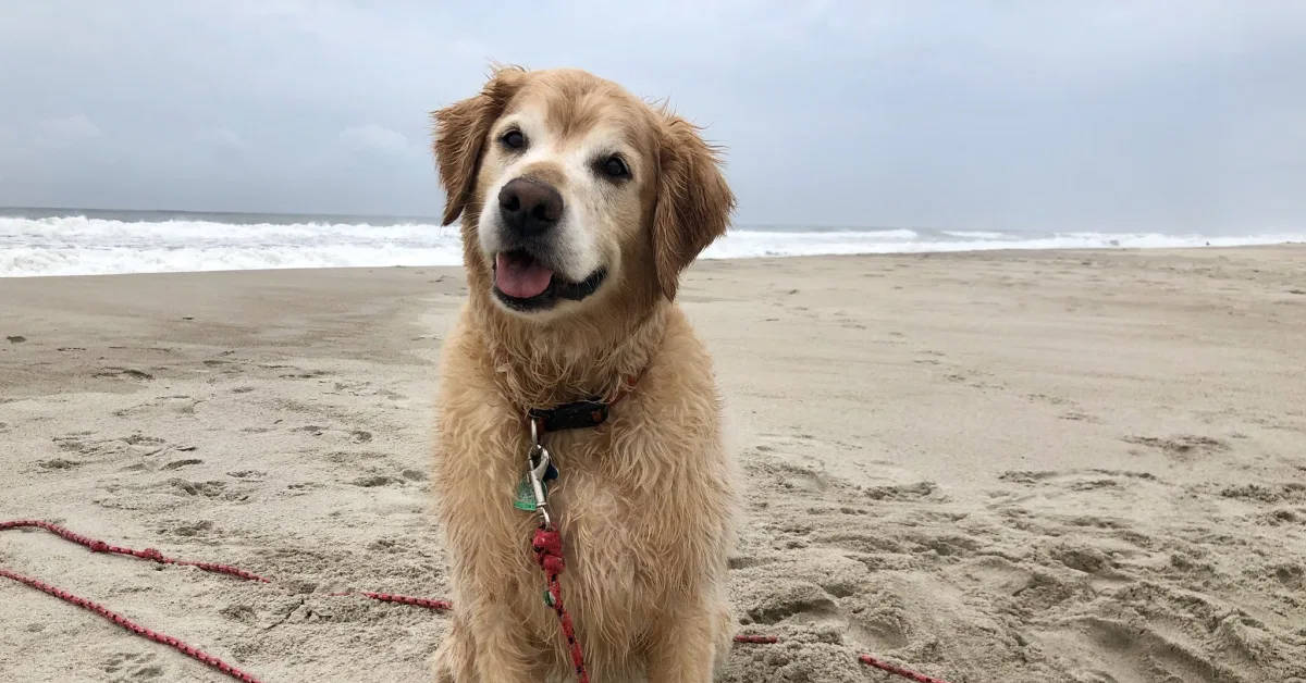 Woman's emotional obituary for late Golden retriever touches hearts all