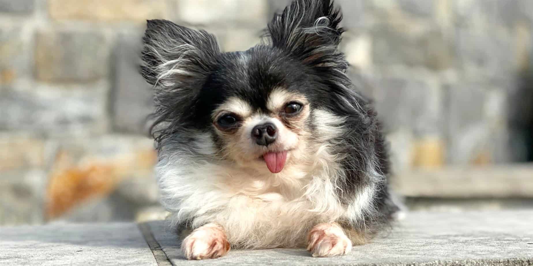 MacKenzie the Chihuahua