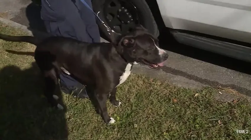 The pit bull that guarded Kh'amorion Taylor