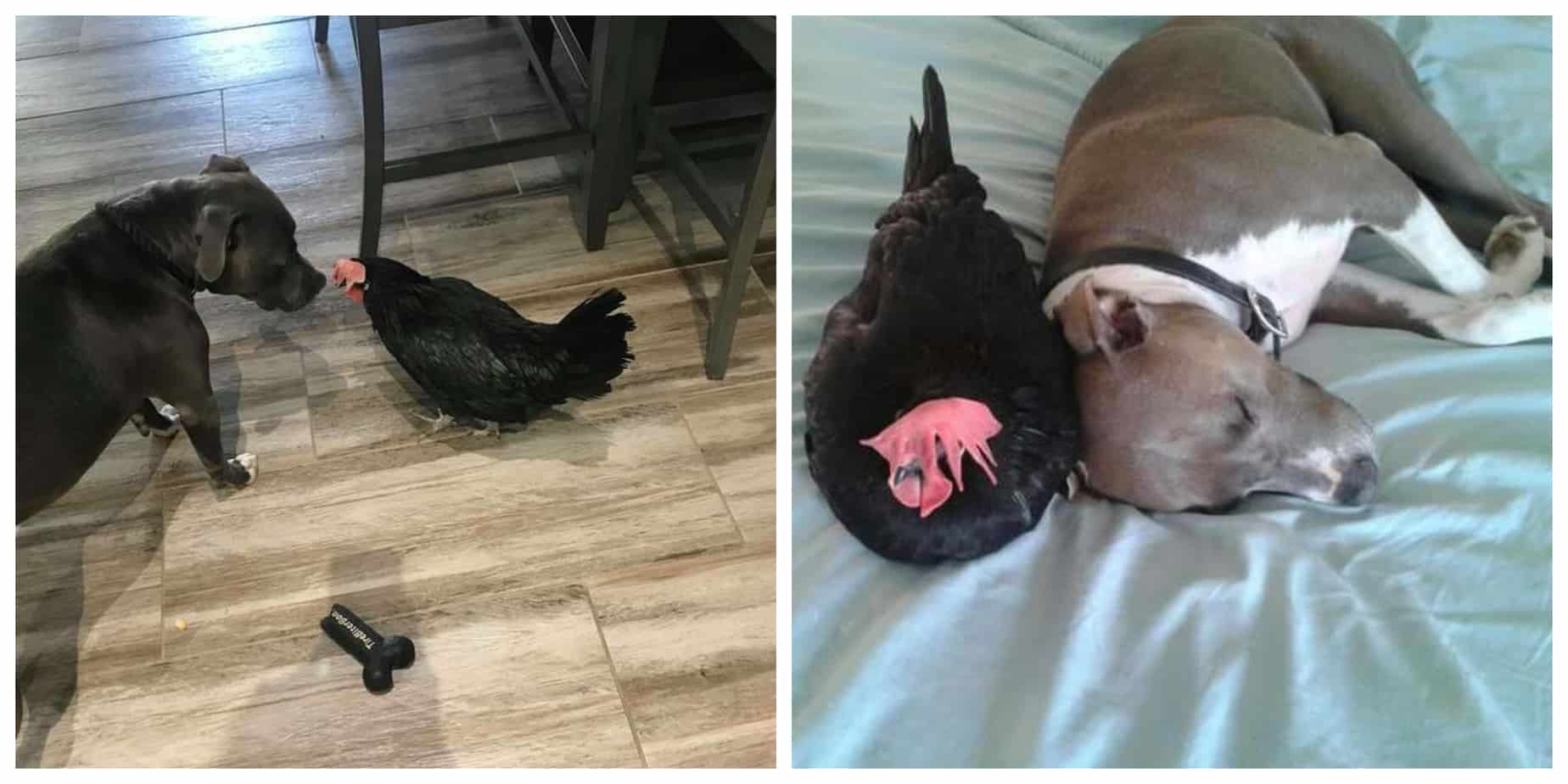 Peri the blind chicken with Taj and Gracie the pit bulls