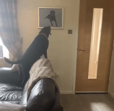 Dog’s reaction to seeing a painting of his brother who passed away will touch you