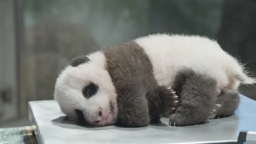 Panda cub at the Smithsonian’s National Zoo and Conservation Biology Institute