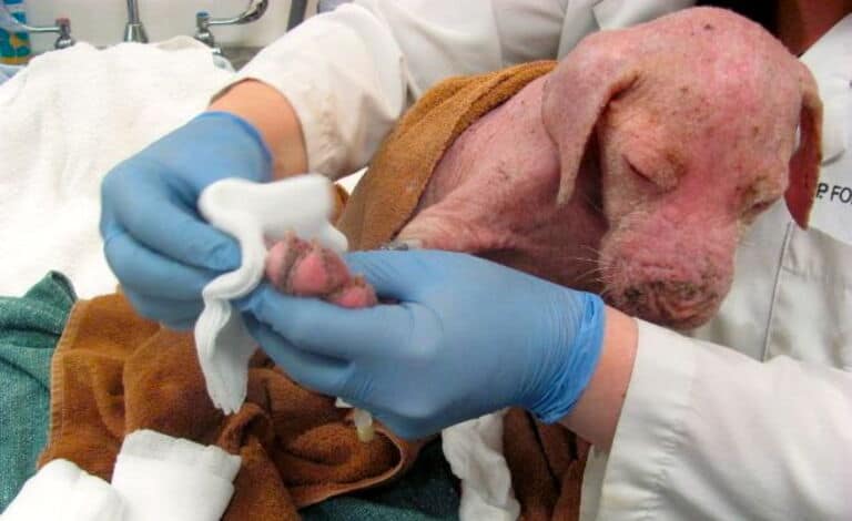 The pup being cleaned up by veterinarian