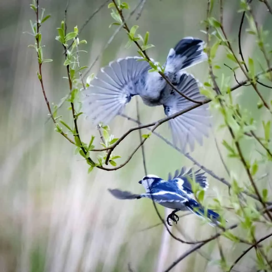 The tiny blue and white Azure Tit is one of the cutest birds you'll ...