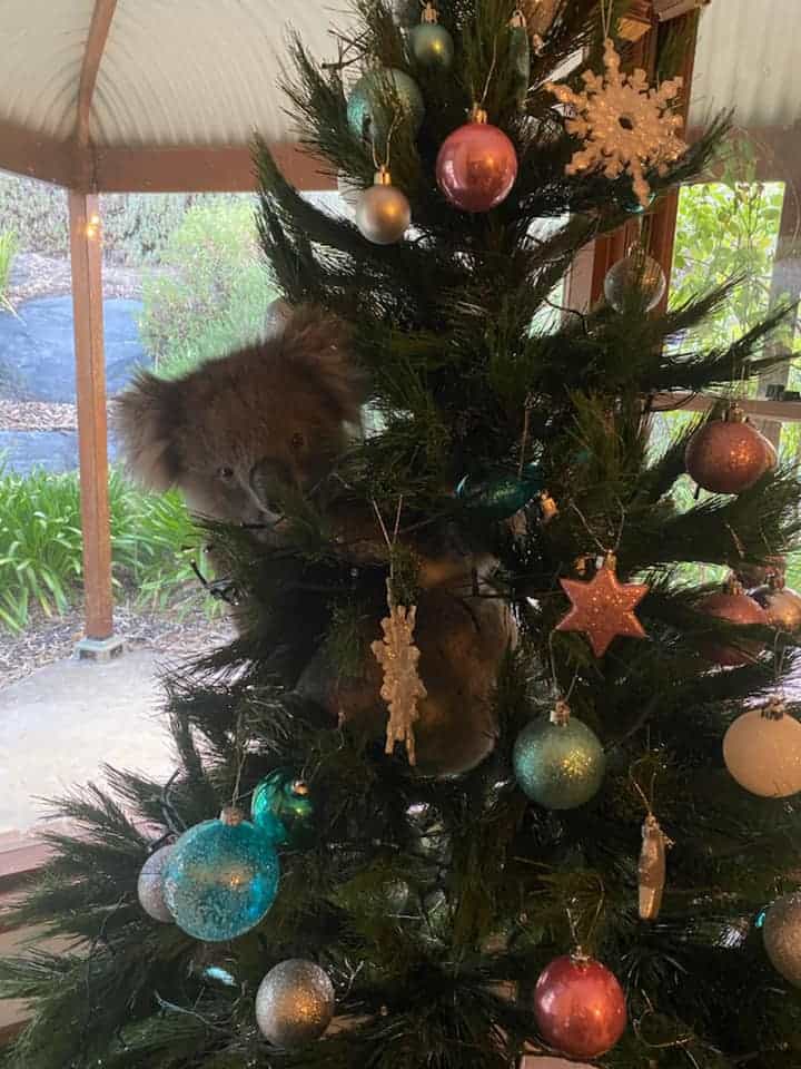 A wild koala perched onto a Christmas tree
