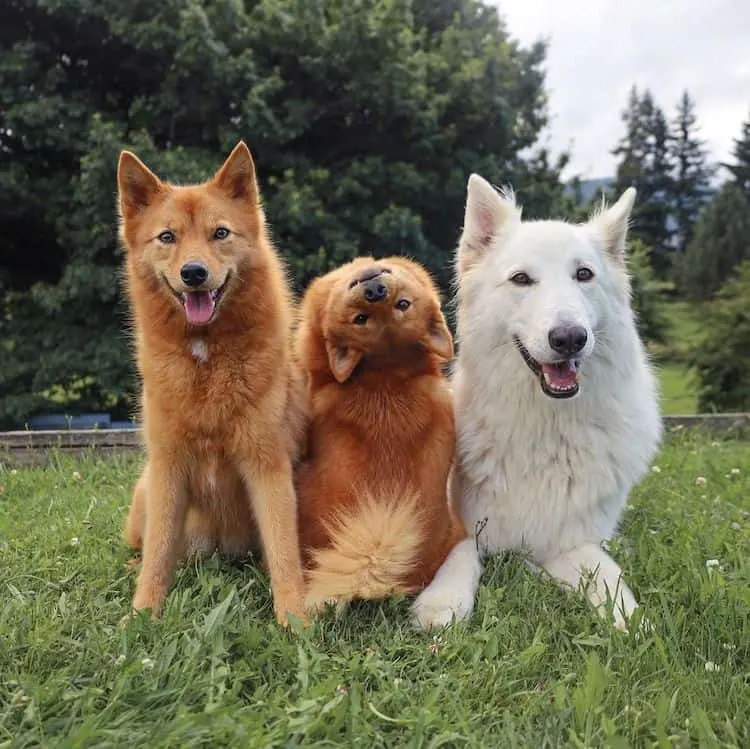 Adorable pup is “That Friend” who makes silly poses in all her fur ...