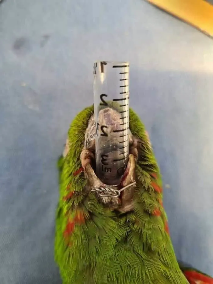 An unconscious bright green parrot with a transparent plastic tube inside its mouth
