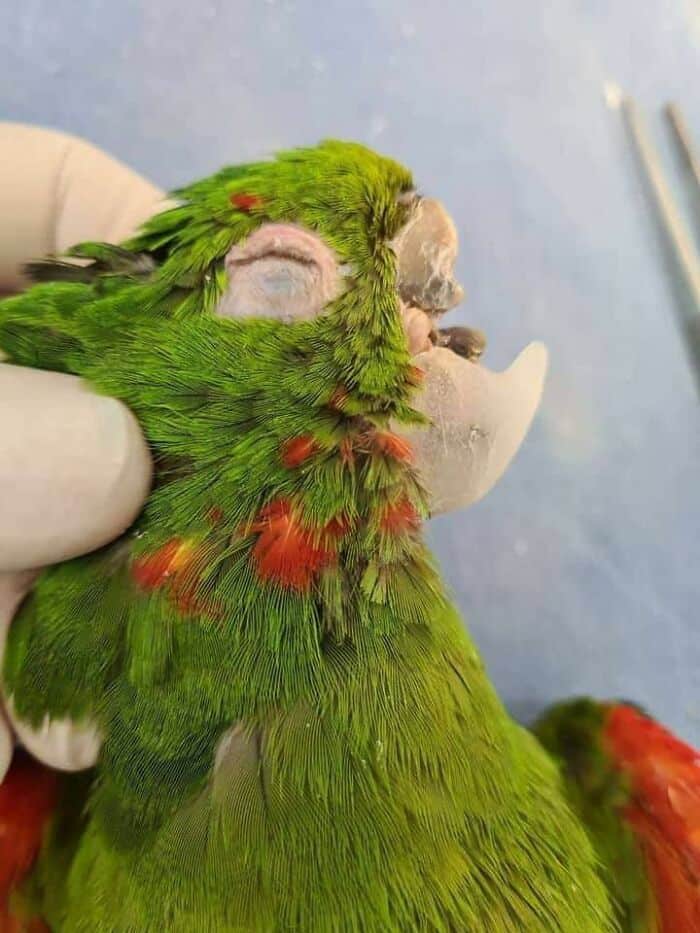 An unconscious bright green parrot with a lower beak made of resin