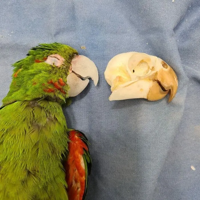 A bright green parrot with its new prosthetic beak