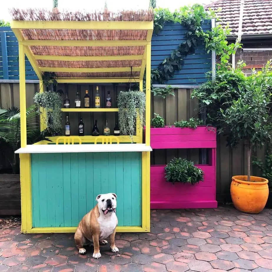 A bulldog sitting in front of a backyard bar