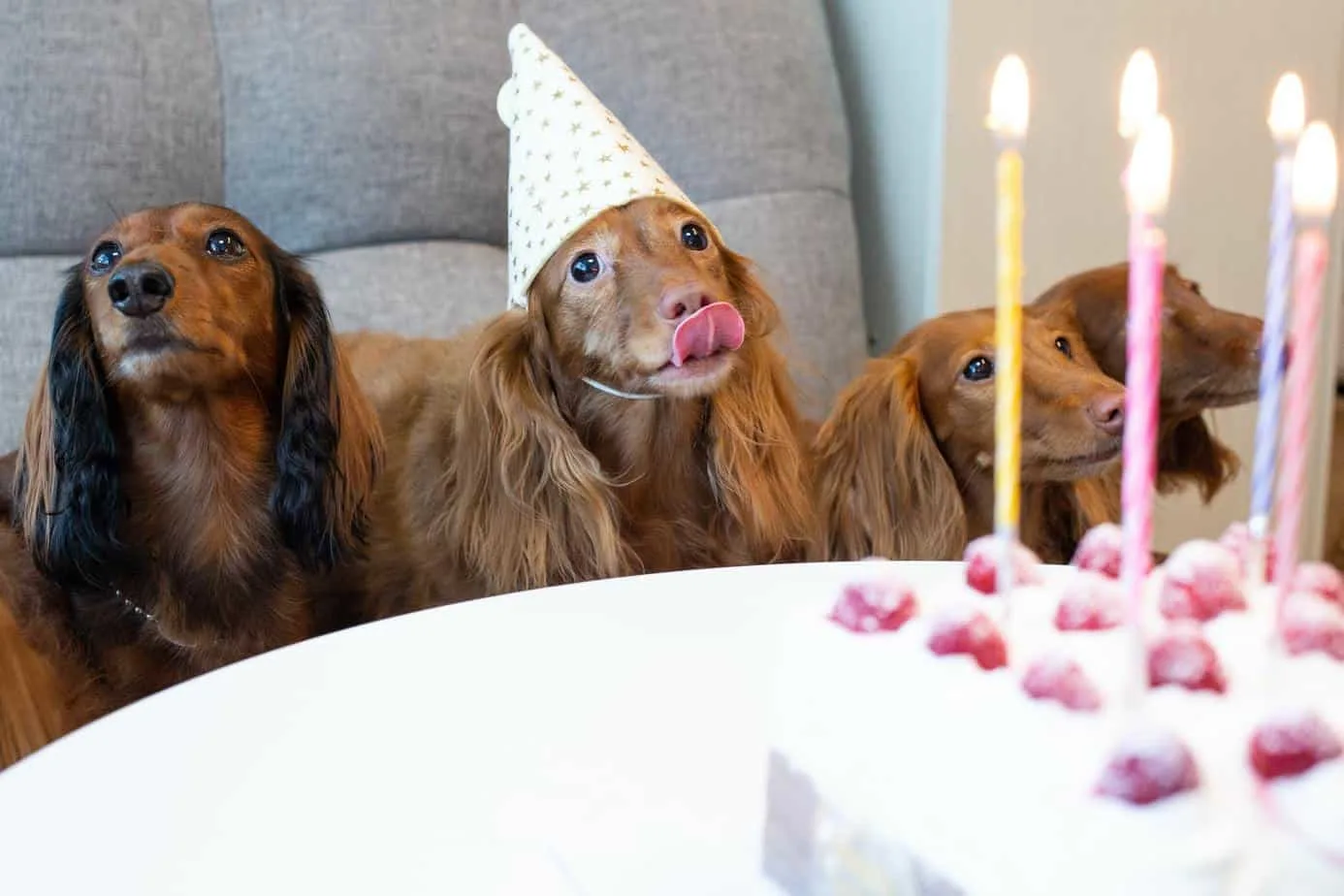A picture of an adorable dog, celebrating her birthday.