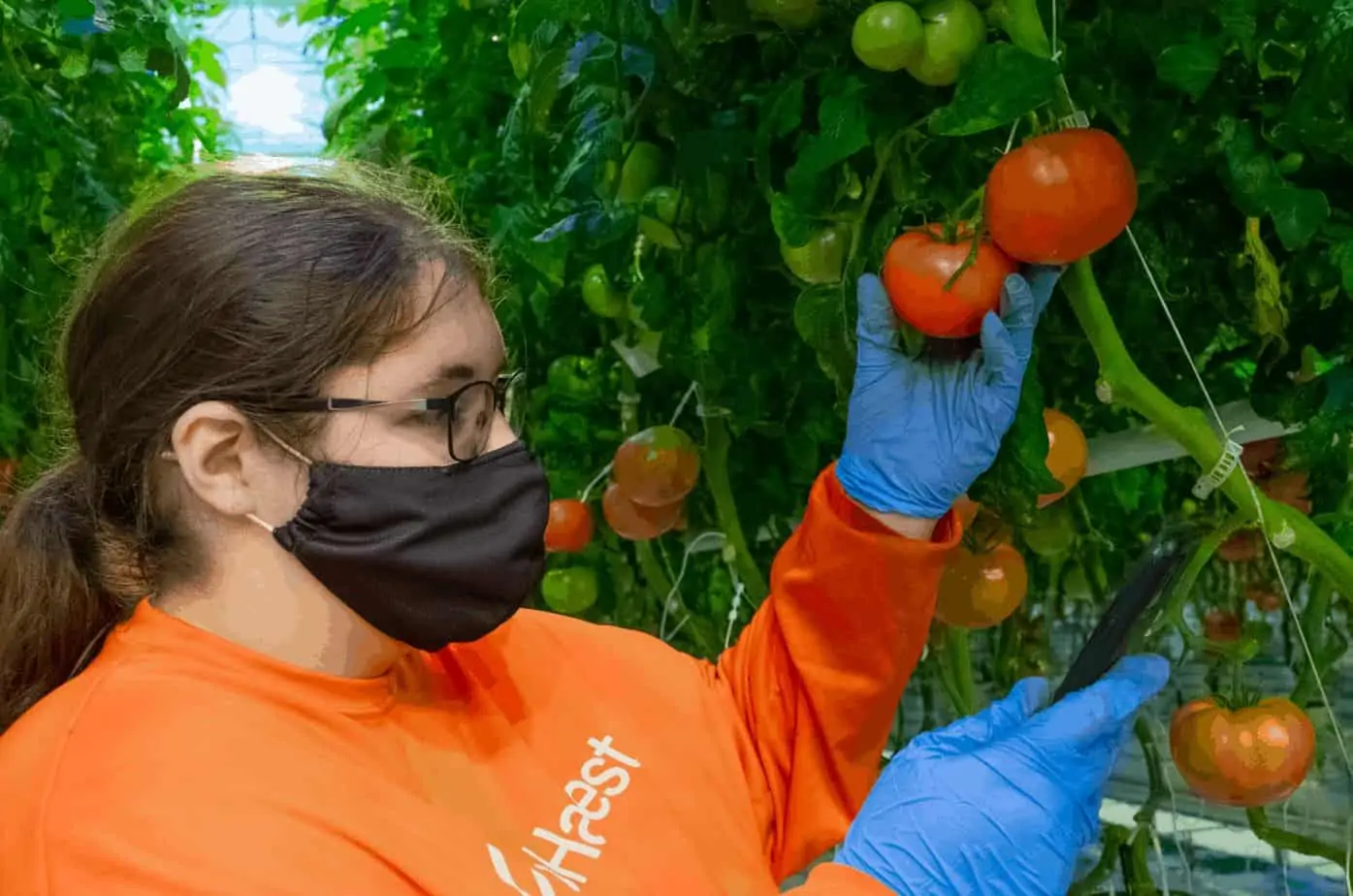 A woman inspecting beefsteak tomatoes grown in AppHarvest's indoor farms in Kentucky