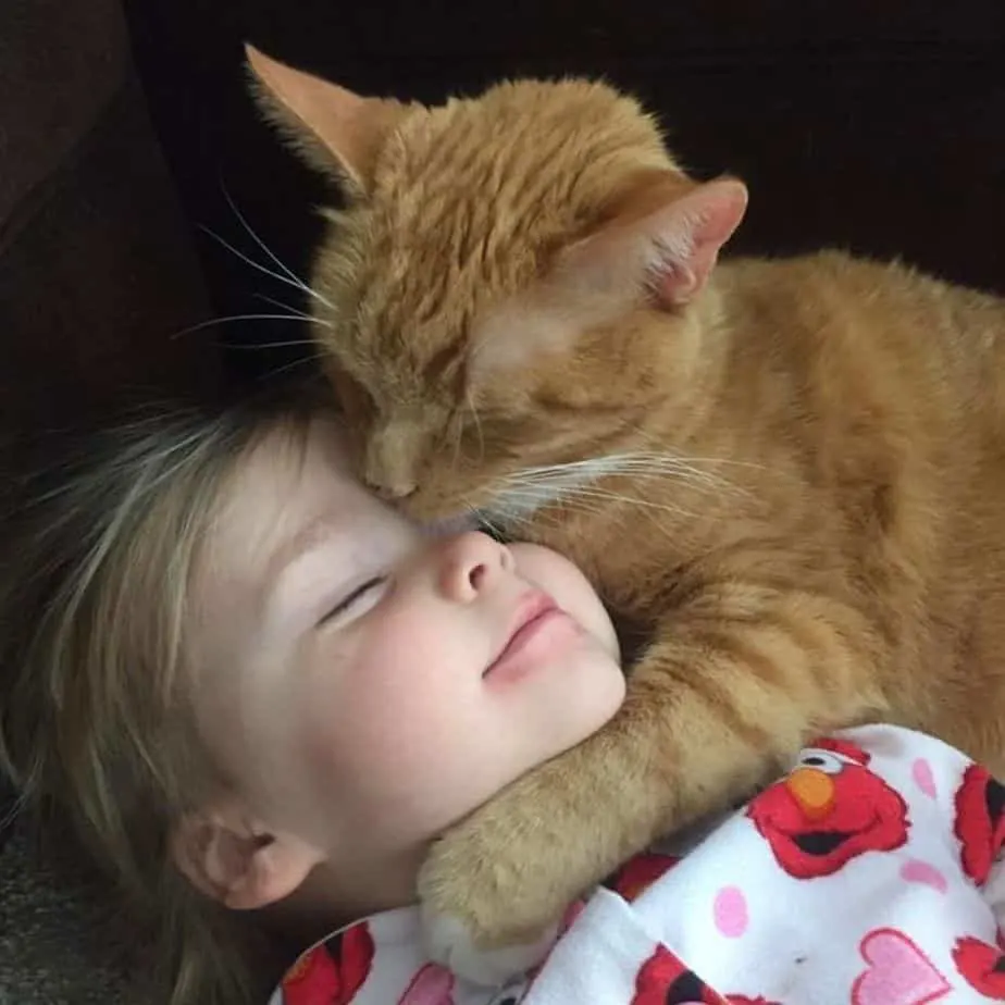 An orange tabby cat kissing a little girl's face