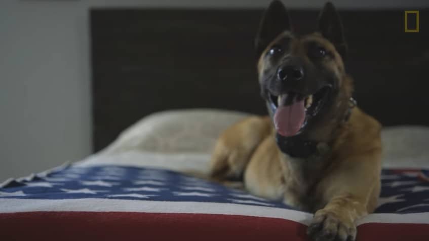 A Belgian Malinois dog on a bed