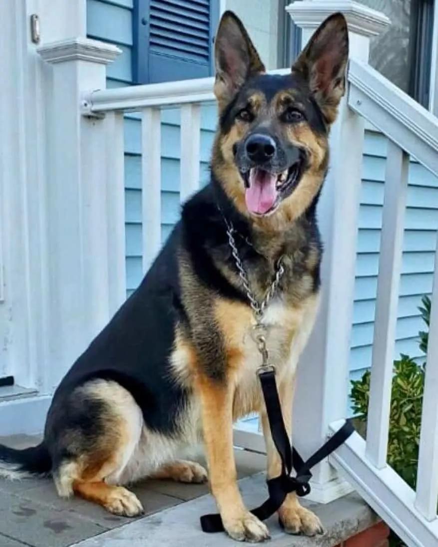 Sadie the German Shepherd who saved her owner's life during a stroke