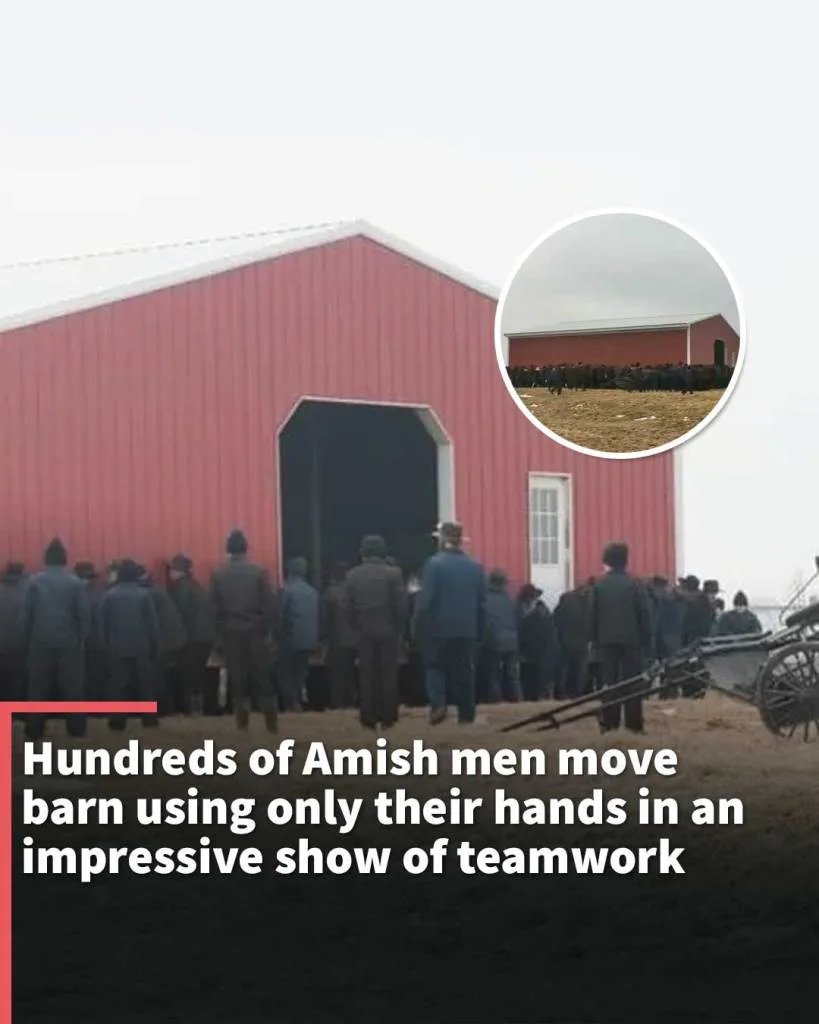 Hundreds of Amish men move barn using only their hands in an impressive show of teamwork