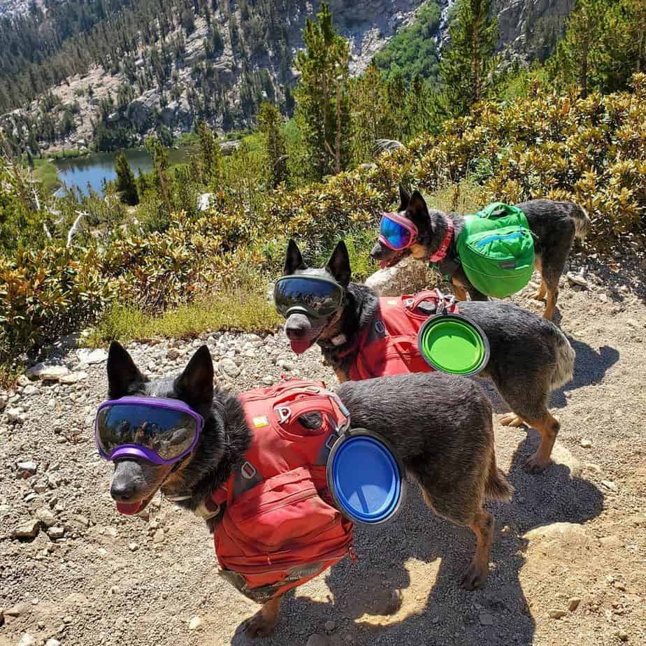 Australian cattle dogs wearing goggles during a hike
