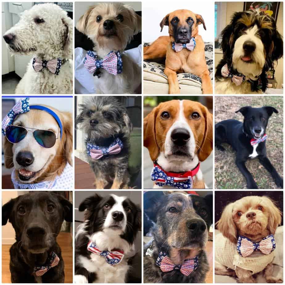 A collage of dogs wearing bow ties