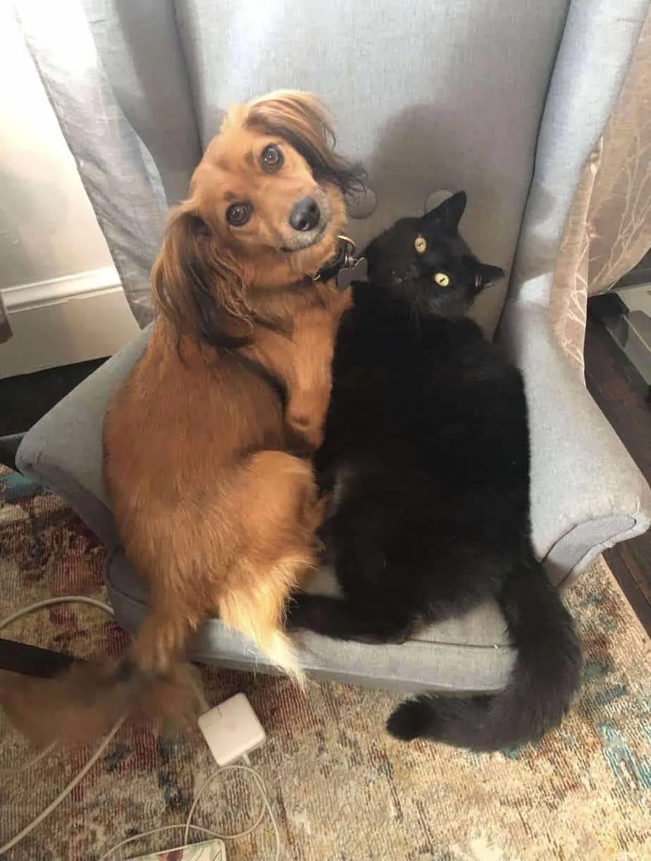 Franklin and Bagheera sitting on the mini chair