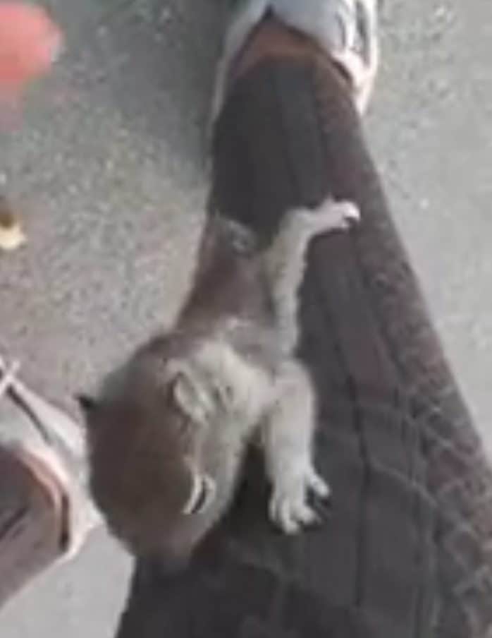 Second photo of baby squirrel climbing woman's leg