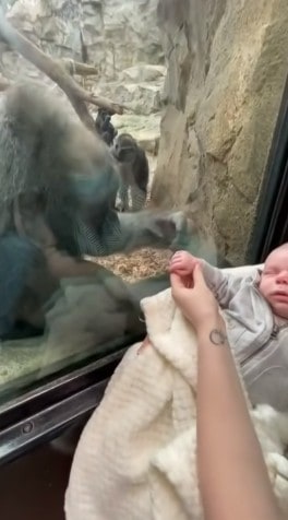 Kiki the gorilla touching a baby's hand through the glass